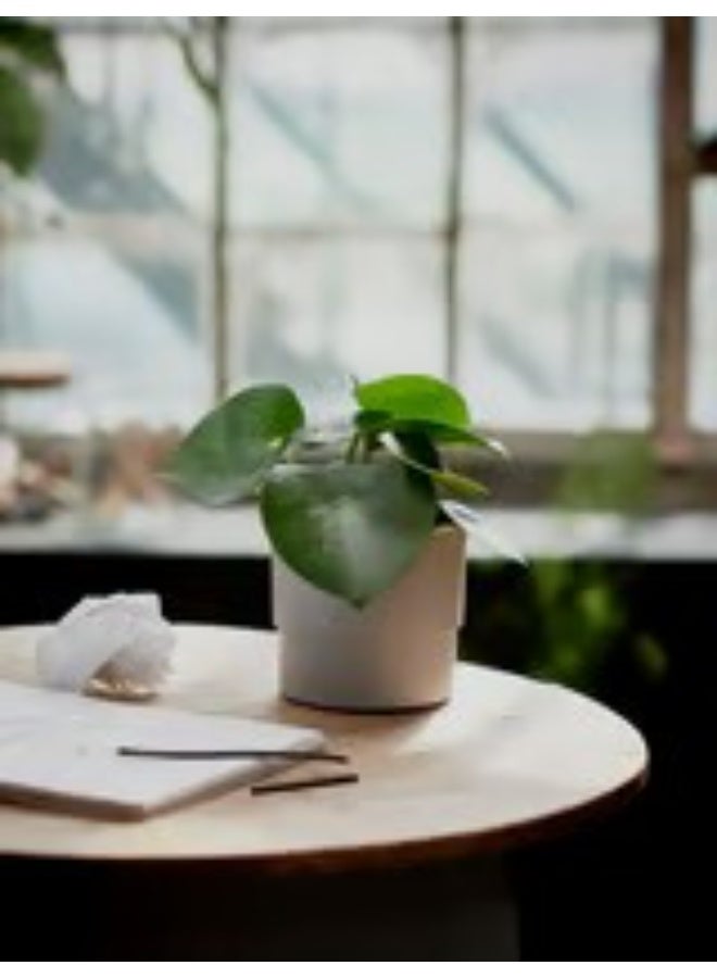 وعاء نباتات باللون الرمادي للأماكن الخارجية - Image 3