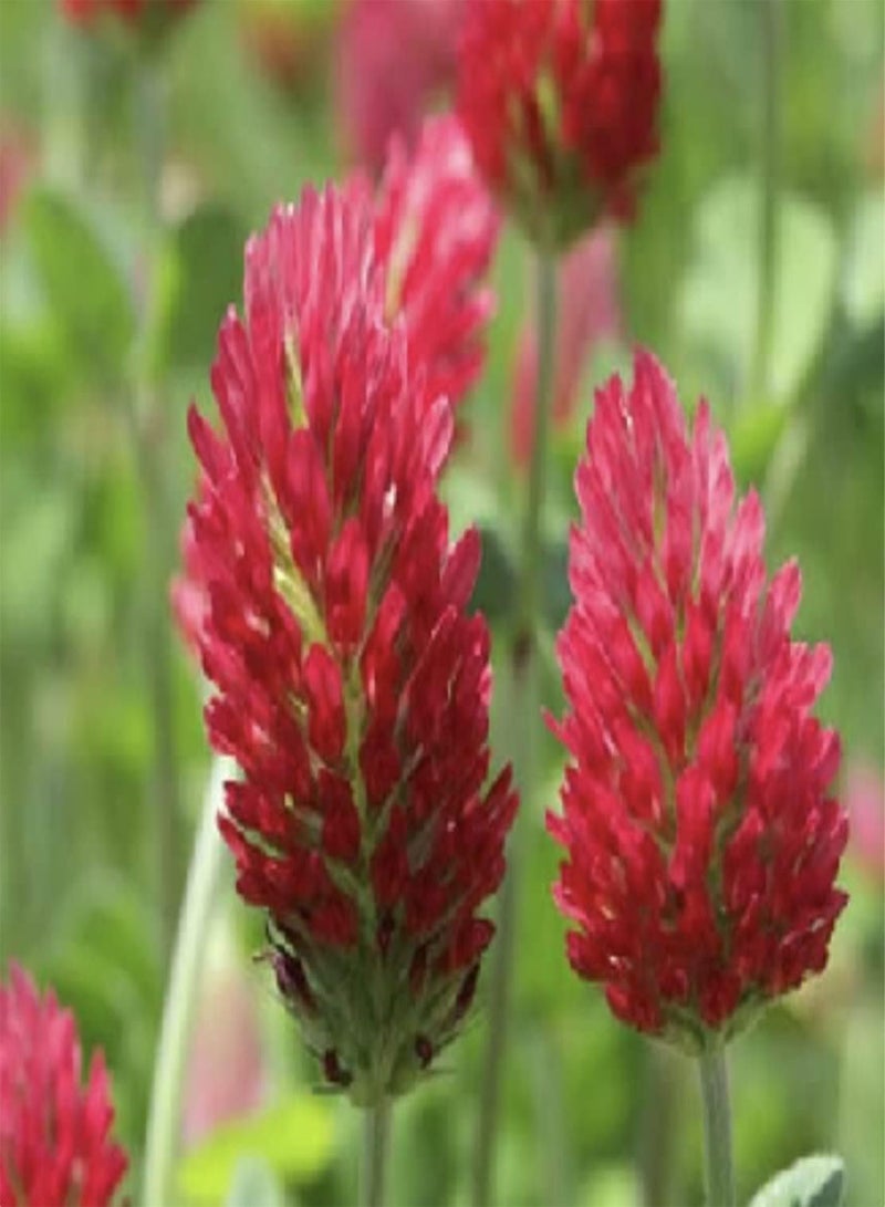 GGOOT Wild Flower Seeds UK Multi Color Gift Garden Butterfly Grow Your own More Than 21 Mix of Flowers in Pack Flowers Grow (3g)  - Image 2