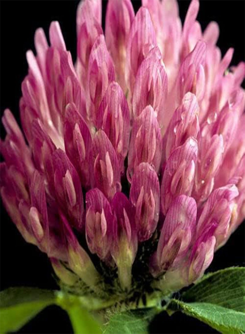 GGOOT Wild Flower Seeds UK Multi Color Gift Garden Butterfly Grow Your own More Than 21 Mix of Flowers in Pack Flowers Grow (3g)  - Image 5