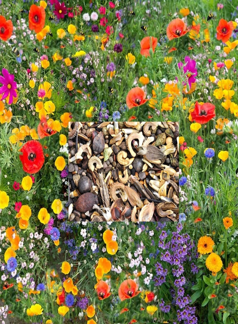 GGOOT Wild Flower Seeds UK Multi Color Gift Garden Butterfly Grow Your own More Than 21 Mix of Flowers in Pack Flowers Grow (3g)  - Image 1