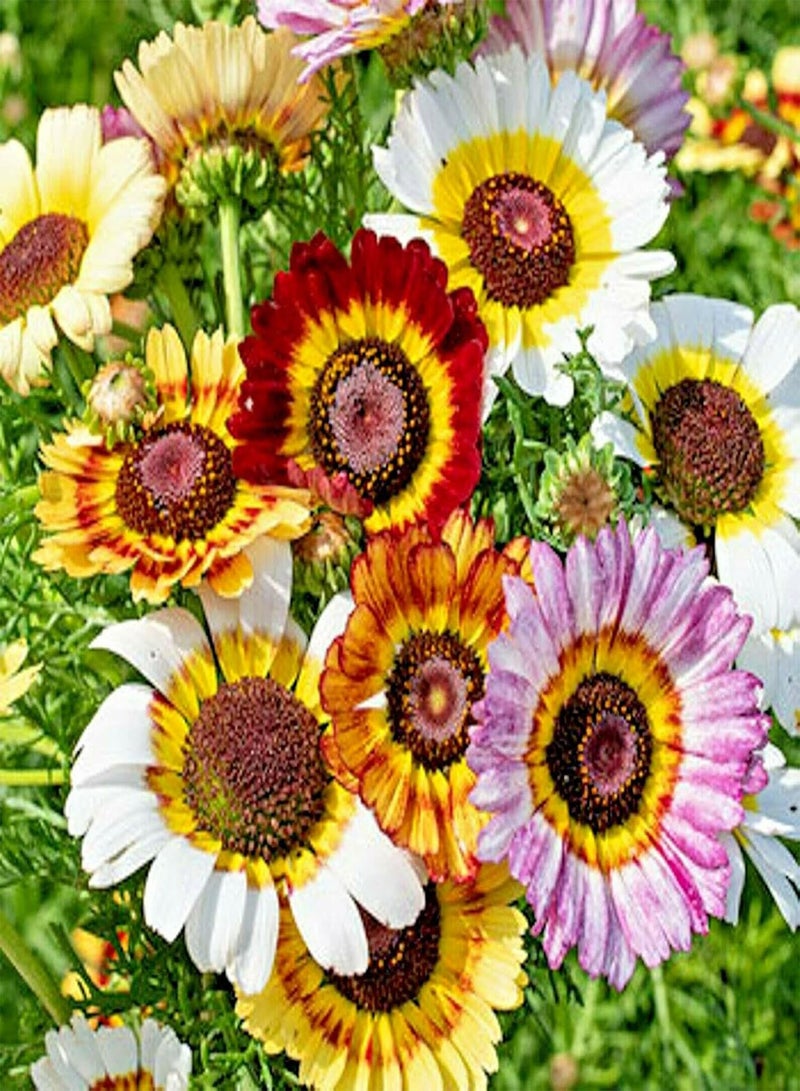 GGOOT Painted Daisy Tricolor Mix - Chrysenthemum Carinatus Flower Seeds, Also Known as Ring Blanket Sunflower Home Garden Planting by Heirloom Garden, 300 Seeds - Image 1