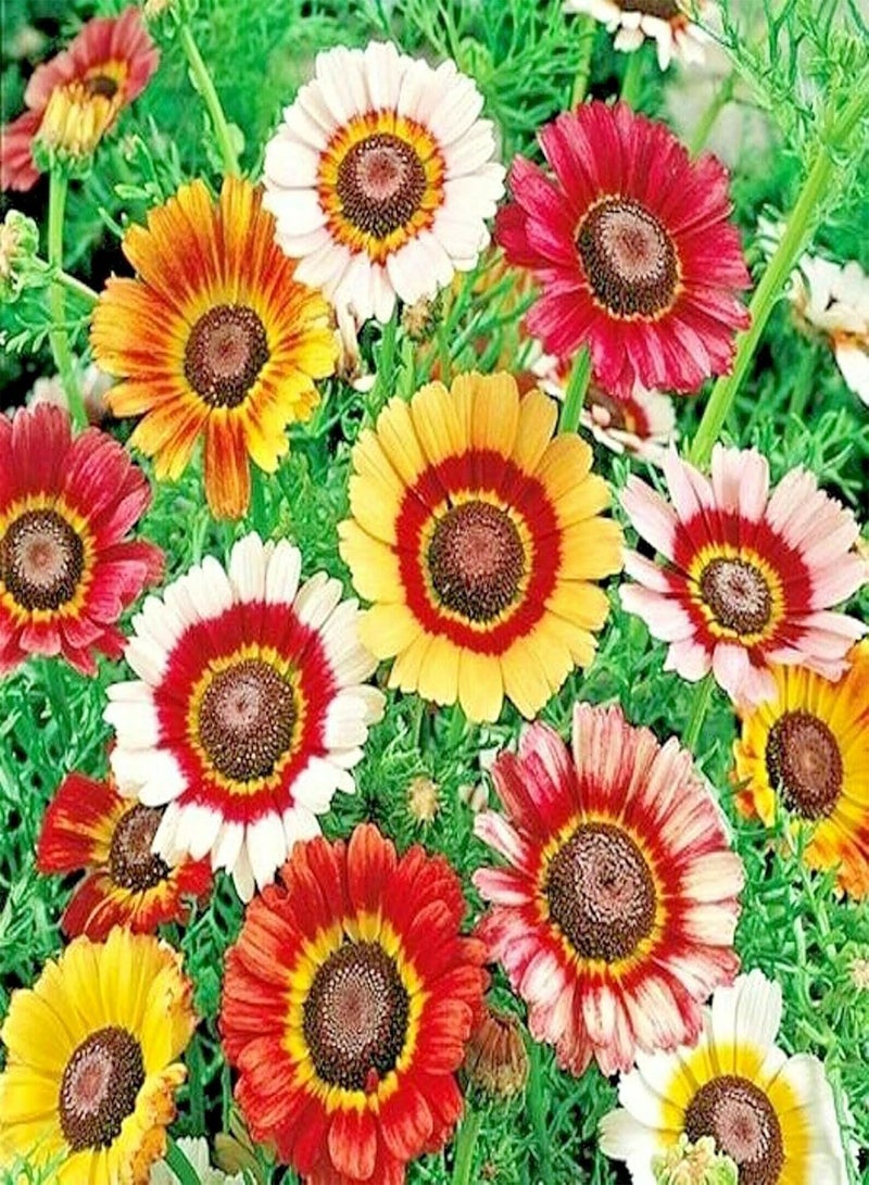 GGOOT Painted Daisy Tricolor Mix - Chrysenthemum Carinatus Flower Seeds, Also Known as Ring Blanket Sunflower Home Garden Planting by Heirloom Garden, 300 Seeds - Image 2