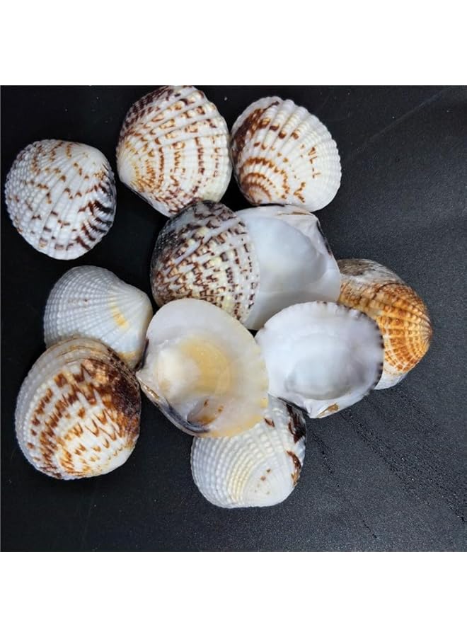 The Bros 0.68 رطل (100 قطعة+) قواقع بحرية صغيرة جداً قواقع صدفية بالجملة قواقع اسكالوب طبيعية لتزيين المنزل حفلة ذات طابع شاطئي حوض سمك حشو مزهرية - Image 4