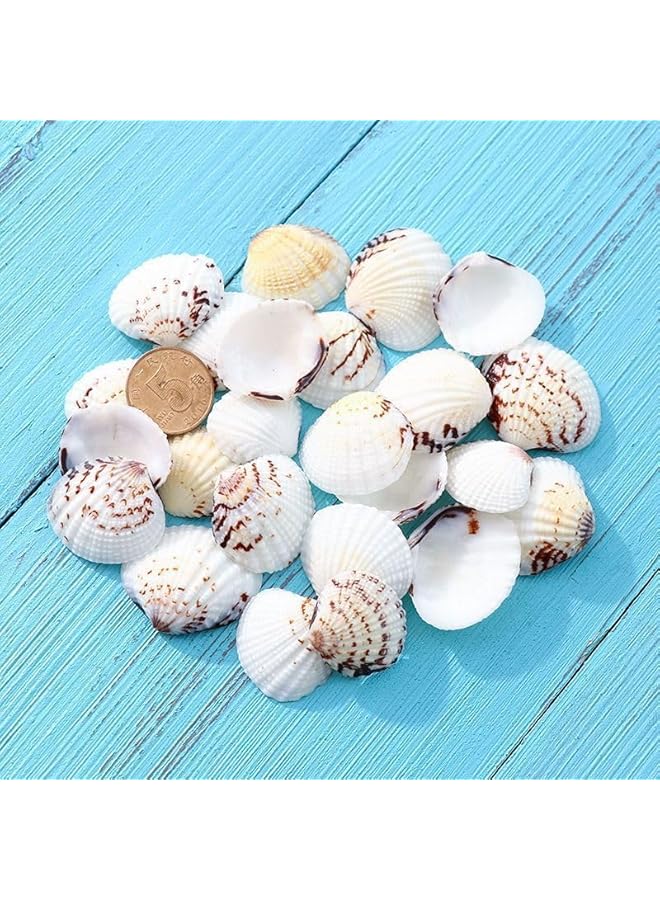 The Bros 0.68 رطل (100 قطعة+) قواقع بحرية صغيرة جداً قواقع صدفية بالجملة قواقع اسكالوب طبيعية لتزيين المنزل حفلة ذات طابع شاطئي حوض سمك حشو مزهرية - Image 3