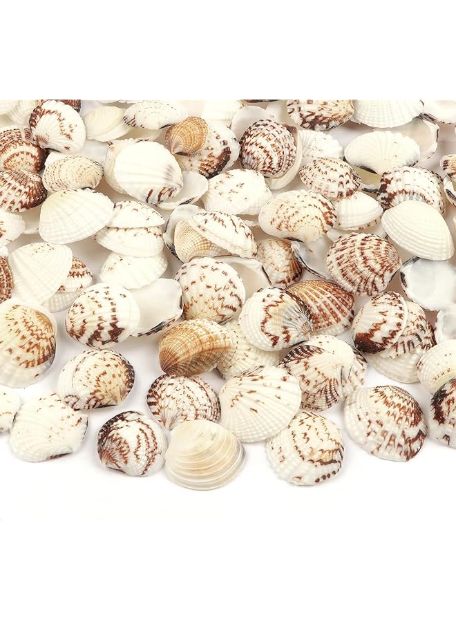 The Bros 0.68 رطل (100 قطعة+) قواقع بحرية صغيرة جداً قواقع صدفية بالجملة قواقع اسكالوب طبيعية لتزيين المنزل حفلة ذات طابع شاطئي حوض سمك حشو مزهرية - Image 1