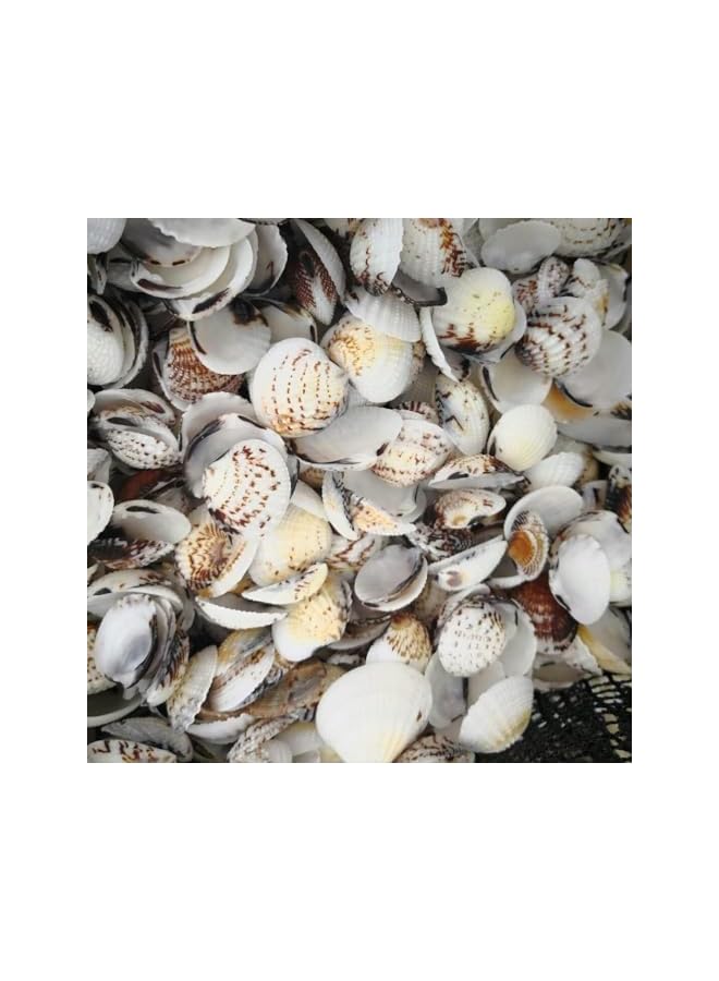 The Bros 0.68 رطل (100 قطعة+) قواقع بحرية صغيرة جداً قواقع صدفية بالجملة قواقع اسكالوب طبيعية لتزيين المنزل حفلة ذات طابع شاطئي حوض سمك حشو مزهرية - Image 5