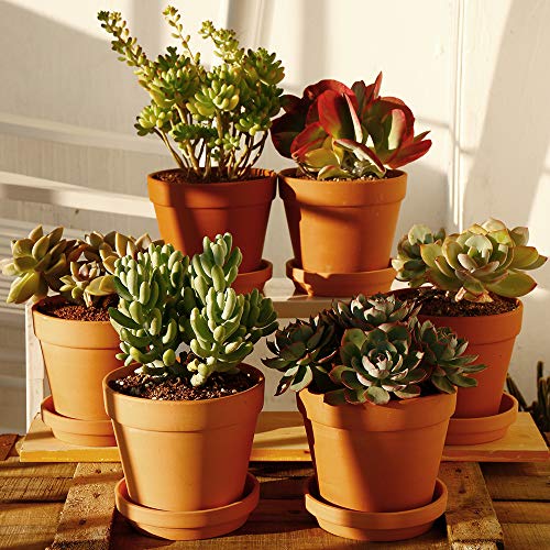 Yishang Terra Cotta Pots with Saucer- 6-Pack Large Clay Pots 5.5'' Ceramic Pottery Planter Cactus Flower Succulent Pot with Drainage Hole- Great for Plants,Crafts terra cotta planter - Image 5
