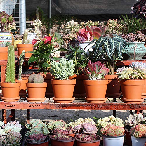 Yishang Terra Cotta Pots with Saucer- 6-Pack Large Clay Pots 5.5'' Ceramic Pottery Planter Cactus Flower Succulent Pot with Drainage Hole- Great for Plants,Crafts terra cotta planter - Image 4