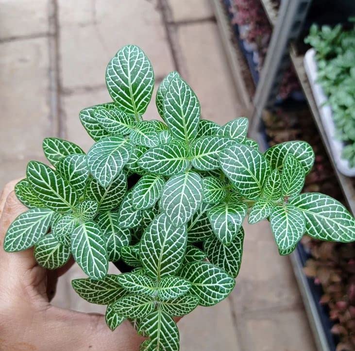 CAPPL كاببل لايف فيتونيا (نيرف بلانت) 4 نباتات داخلية مع وعاء للمنزل، غرفة المعيشة، المكتب والمكتب - Image 4