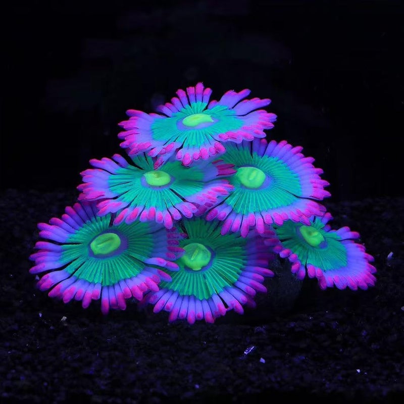 ZtohPyo Glowing Effect Soft Anemone Aquarium Fish Tank Decorations Silicone Glow in The Dark Artificial Ornament Plants for Aquarium Landscape Small/Large Fish Bowl Decor Accessories - Image 1