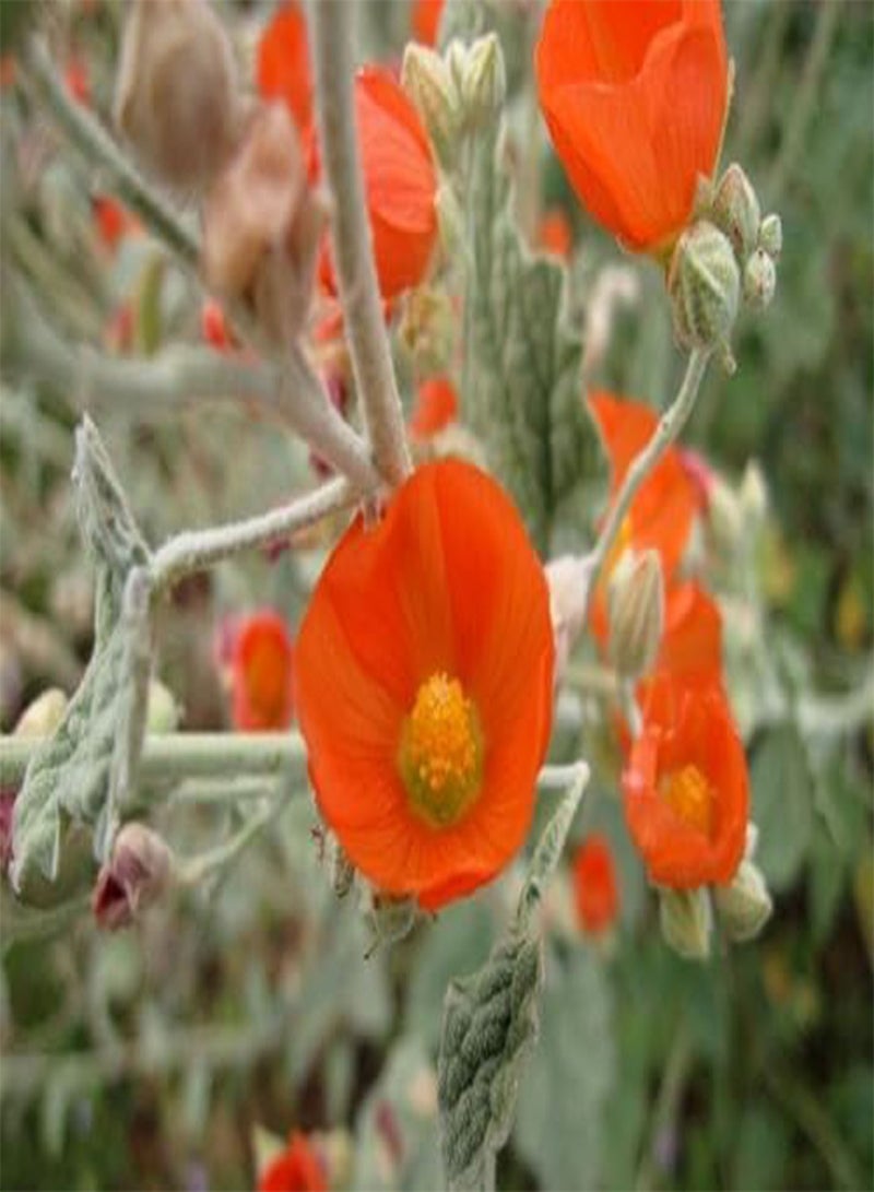 جي جوت 30 قطعة من بذور زهرة Sphaeralcea البرتقالية - Image 2