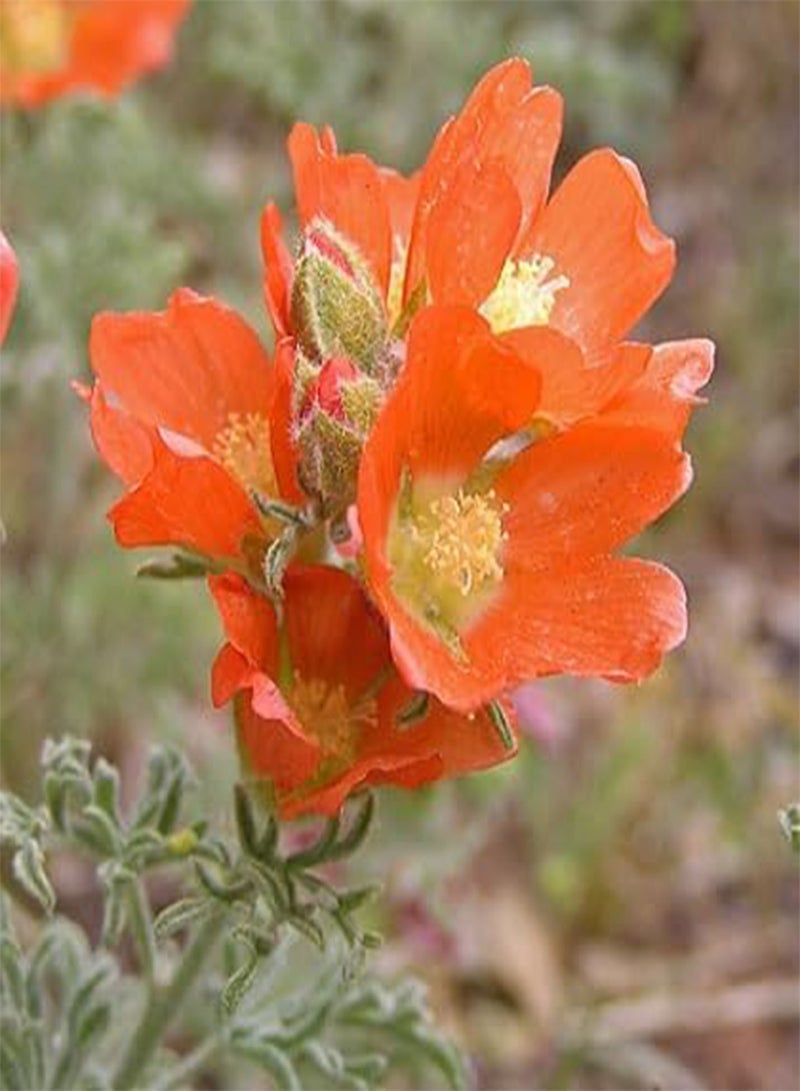 جي جوت 30 قطعة من بذور زهرة Sphaeralcea البرتقالية - Image 1