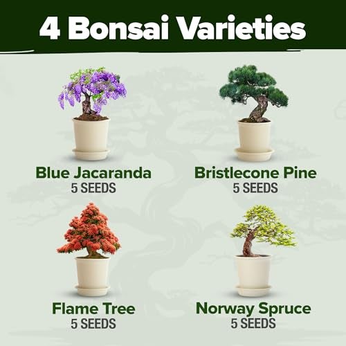 HOME GROWN Bonsai Tree Kit 𝗨𝗦𝗔 Gifts for Men & Women - Grow 4 Bonsai Trees - Unique Gardening Crafts for Adults, DIY Hobbies for Plant Lovers & Gardeners - Unusual Christmas Gift Ideas for Mom & Dad - Image 3