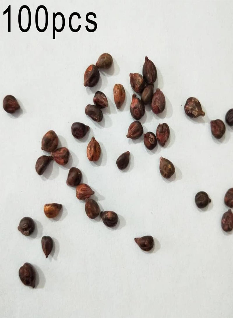 GGOOT 100Pcs Grape Seeds Growing Pack for Outdoor Garden Easy Growing Fruit Plant for Bonsai Roof Garden Planting Grape Seeds 1 - Image 2