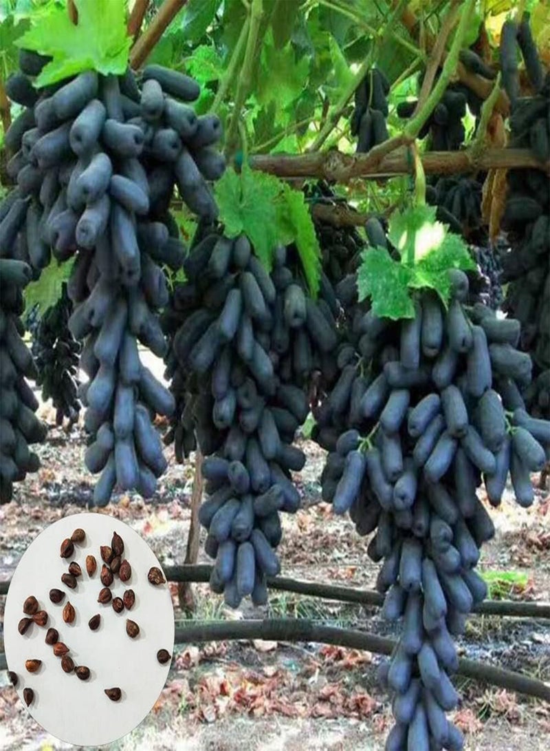 GGOOT 100Pcs Grape Seeds Growing Pack for Outdoor Garden Easy Growing Fruit Plant for Bonsai Roof Garden Planting Grape Seeds 1 - Image 1