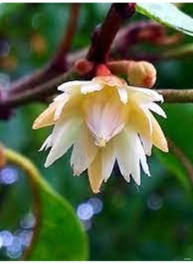 Saara مسحوق زهور ساارا العشبي الطازج، 100 جرام، الكرز الإسباني، ميموسوبس إلينجي، ماولساري، مسحوق زهور إيلانجي، 100 جرام - Image 4