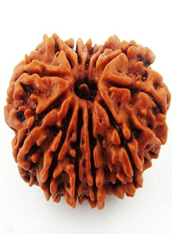 Maalavya Twelve Mukhi Rudraksha Bead (Brown, Rudraksha, Round, Single) - Image 2