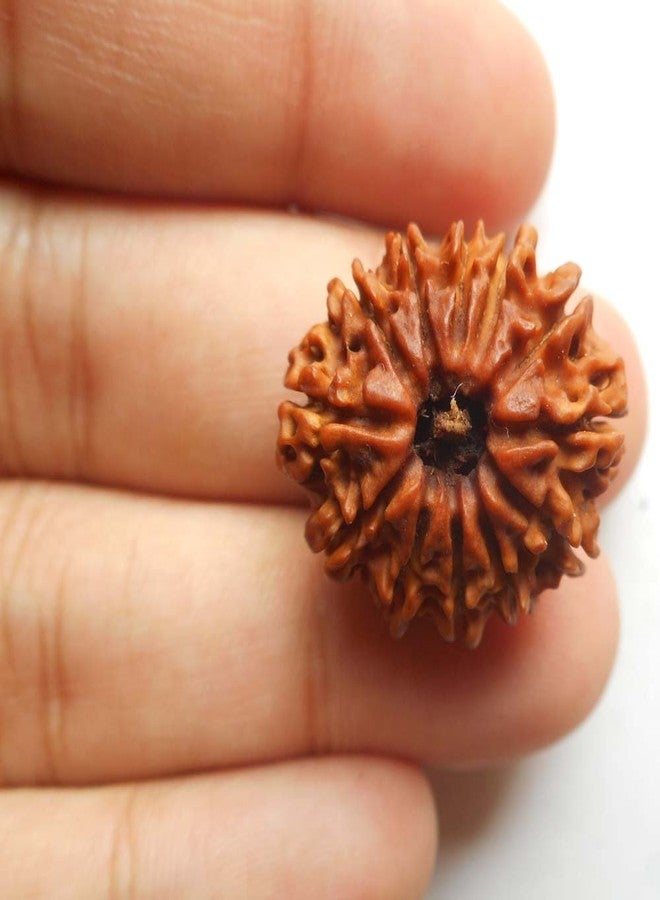 Maalavya Twelve Mukhi Rudraksha Bead (Brown, Rudraksha, Round, Single) - Image 1