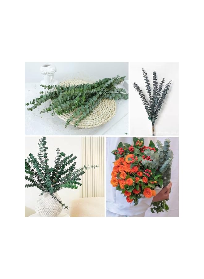 The Bros سيقان الكينا المجففة للاستحمام، 10 قطع بطول 17 بوصة من فروع أوراق الكينا الطبيعية الطازجة لتزيين المنزل في حفلات الزفاف - Image 2