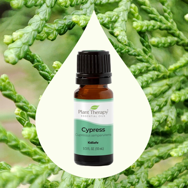 Plant Therapy Cypress Essential Oil 100% Pure, Undiluted, Natural Aromatherapy for Diffuser & Skin, Therapeutic Grade 10 mL (1/3 oz) Cypres Oil Refreshing & Clearing - Image 3
