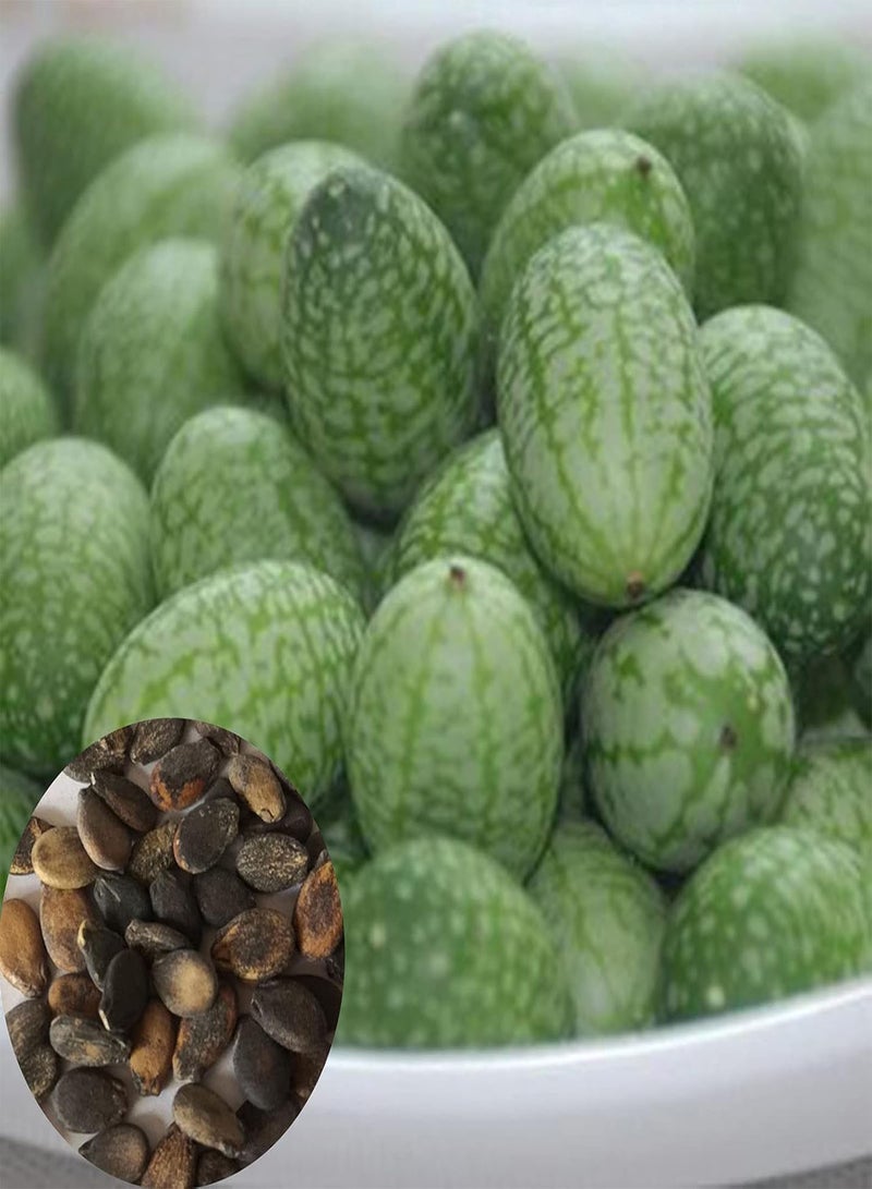 GGOOT 50Pcs/Bag Cucamelon Seeds for Planting,Small Creative Special Mini Watermelon Cucamelon Seeds for Garden - Cucamelon Seeds - Image 1