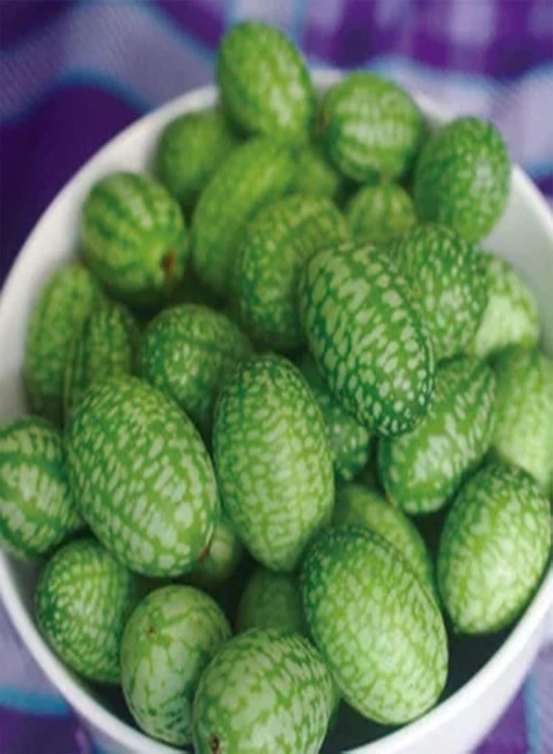 GGOOT 50Pcs/Bag Cucamelon Seeds for Planting,Small Creative Special Mini Watermelon Cucamelon Seeds for Garden - Cucamelon Seeds - Image 2