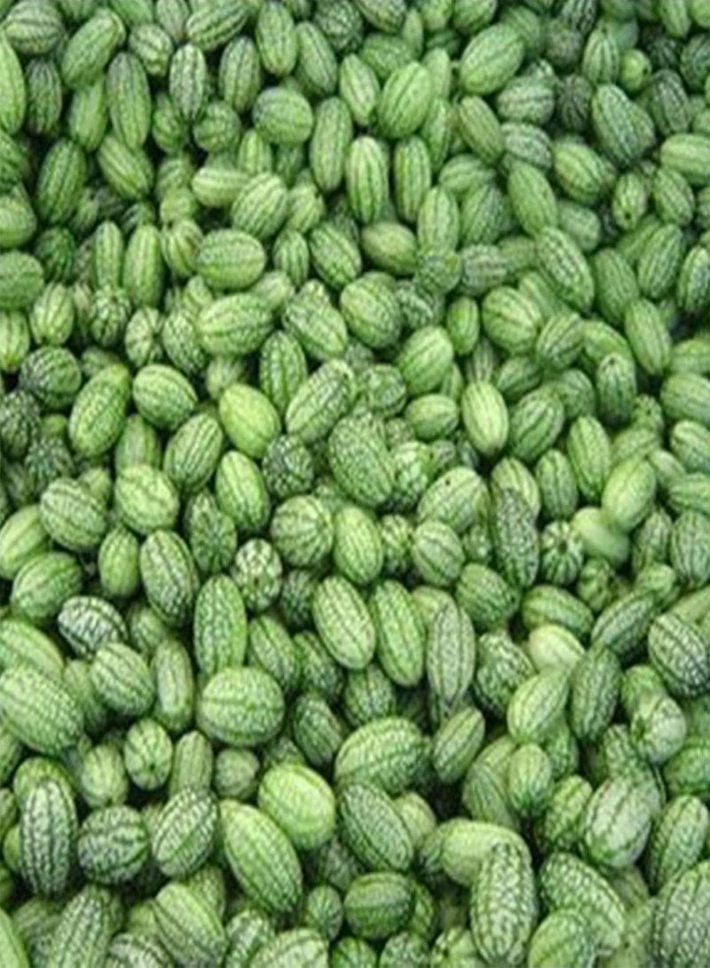 GGOOT 50Pcs/Bag Cucamelon Seeds for Planting,Small Creative Special Mini Watermelon Cucamelon Seeds for Garden - Cucamelon Seeds - Image 3