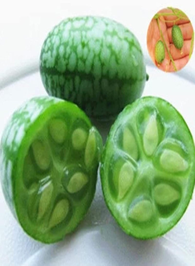 GGOOT 50Pcs/Bag Cucamelon Seeds for Planting,Small Creative Special Mini Watermelon Cucamelon Seeds for Garden - Cucamelon Seeds - Image 4