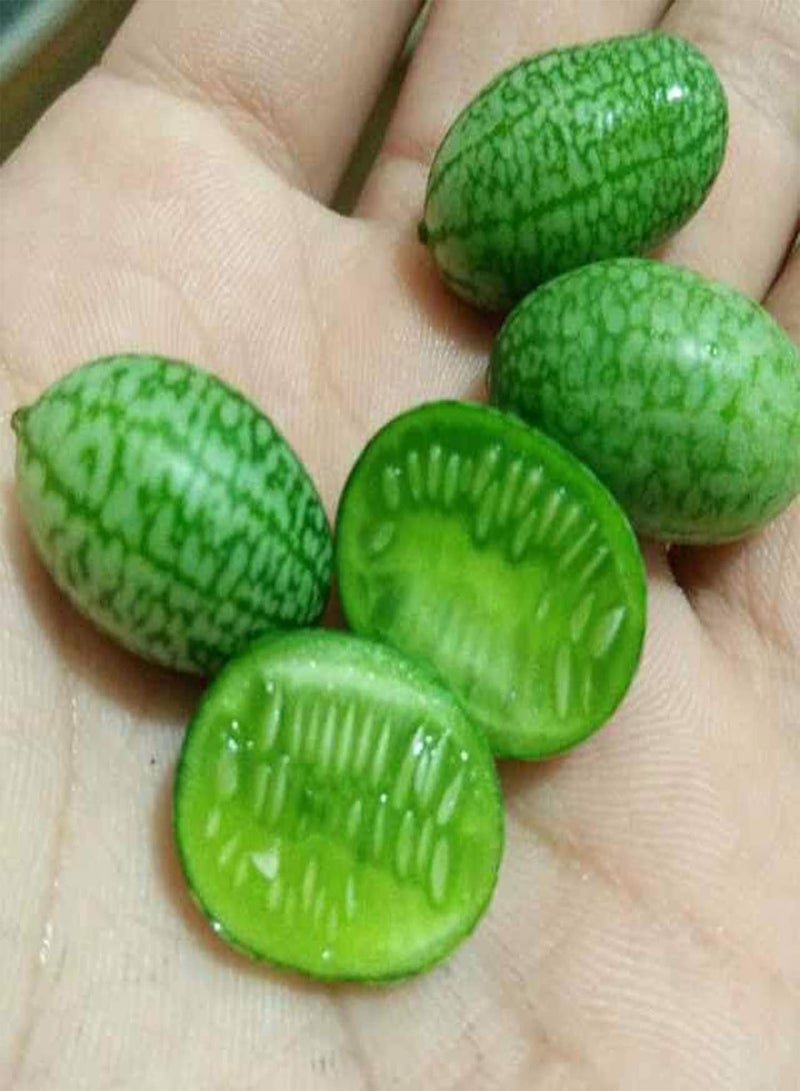 GGOOT 50Pcs/Bag Cucamelon Seeds for Planting,Small Creative Special Mini Watermelon Cucamelon Seeds for Garden - Cucamelon Seeds - Image 5