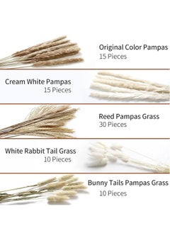 Generic 80 Pcs Dried Pampas Grass Dried Flowers Of Small Reeds Boho Natural Flowers Arrangements White Reed Bunny Tails for Home Decor Flower Living Room Balcony Wedding Party 