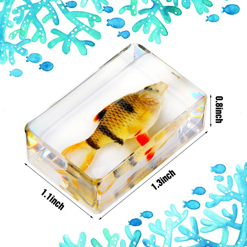 Macarrie 12 قطعة من الحشرات في عينات الراتنج مجموعة من الحشرات كأوزان ورقية عينات العنكبوت عينات الراتنج حشرات مختلفة محفوظة في الراتنج للأطفال لعبة تعليمية علمية، 12 نمط (موضوع المحيط) - Image 4