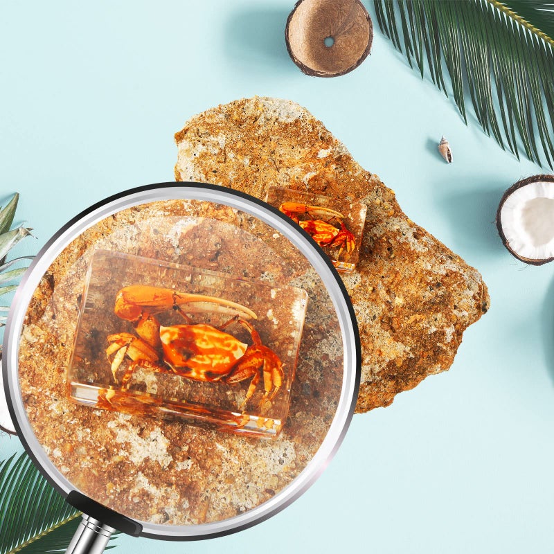 Macarrie 12 قطعة من الحشرات في عينات الراتنج مجموعة من الحشرات كأوزان ورقية عينات العنكبوت عينات الراتنج حشرات مختلفة محفوظة في الراتنج للأطفال لعبة تعليمية علمية، 12 نمط (موضوع المحيط) - Image 5