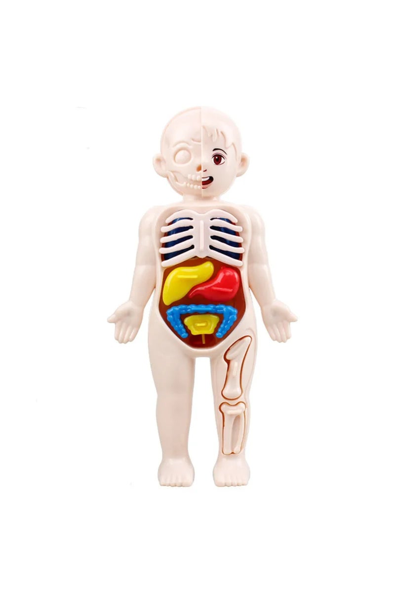 Opp bag Montessori Toys Children Science Education Human Body Organ Anatomy Model DIY Assembled Medi