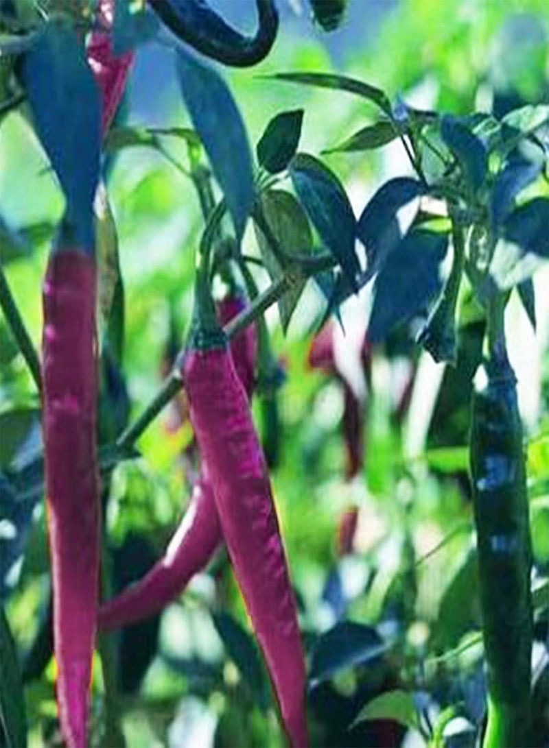 GGOOT 200Pcs Vegetable Seeds for Planting, Edible Non GMO Safe Natural Flavorful Pepper Seeds Garden Supplies - Purple - Image 3