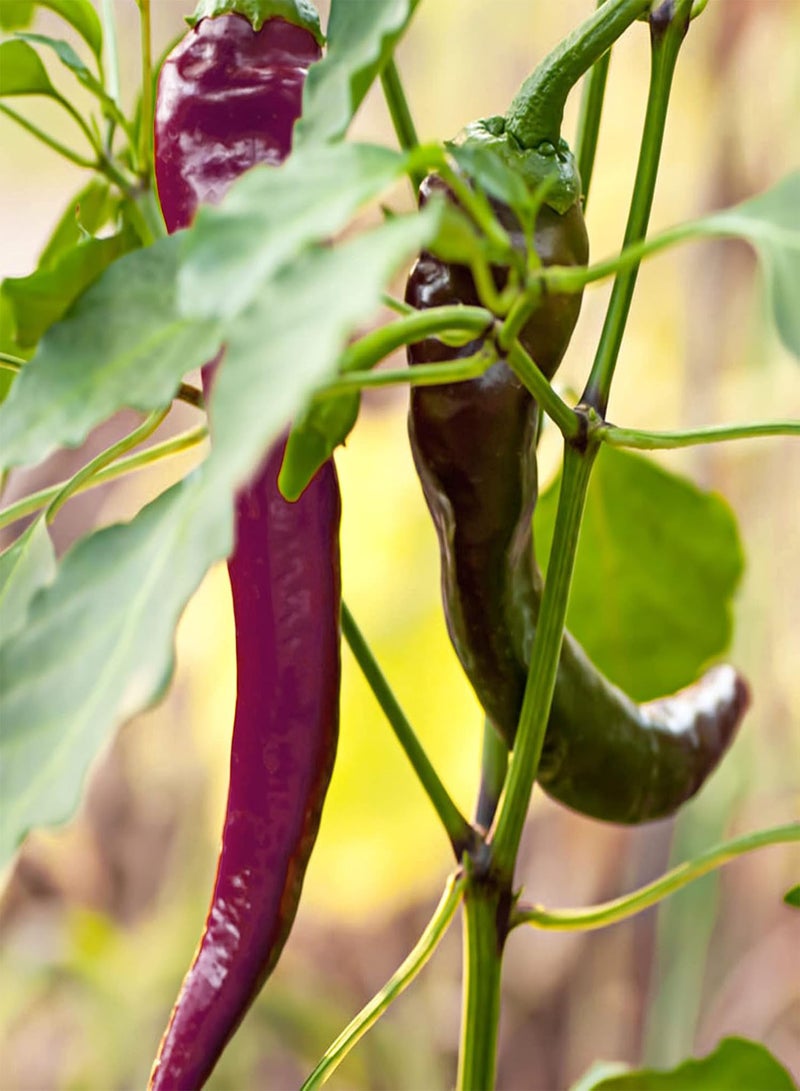 GGOOT 200Pcs Vegetable Seeds for Planting, Edible Non GMO Safe Natural Flavorful Pepper Seeds Garden Supplies - Purple - Image 2