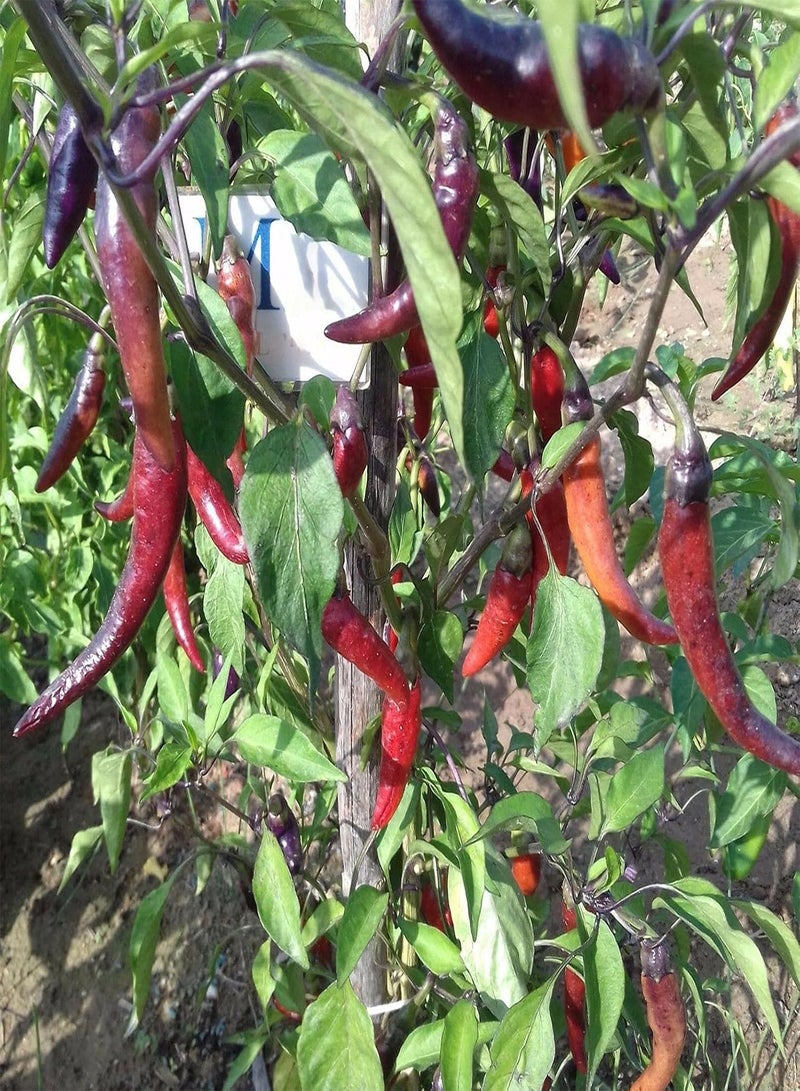 GGOOT 200Pcs Vegetable Seeds for Planting, Edible Non GMO Safe Natural Flavorful Pepper Seeds Garden Supplies - Purple - Image 1