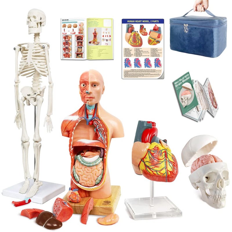 EVOTECH SCIENTIFIC Human Body Skeleton Heart Half Size Skull with Brain ModelsBest Anatomy Model Bundle Set of 4 Handson 3D Model Study Tools for Medical Student Teacher - Image 2