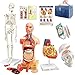 EVOTECH SCIENTIFIC Human Body Skeleton Heart Half Size Skull with Brain ModelsBest Anatomy Model Bundle Set of 4 Handson 3D Model Study Tools for Medical Student Teacher - Image 3