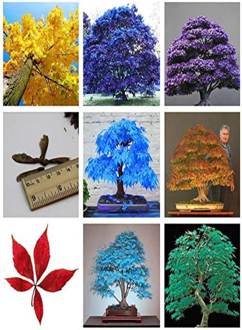 جي جوت 20 قطعة من بذور القيقب متعددة الألوان، بذور القيقب الصغيرة، بذور حديقة منزلية (فينج شو): 9 - Image 2