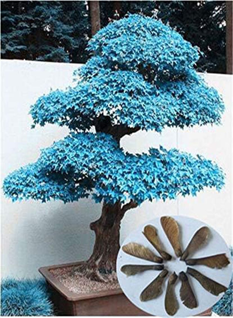 جي جوت 20 قطعة من بذور القيقب متعددة الألوان، بذور القيقب الصغيرة، بذور حديقة منزلية (فينج شو): 9 - Image 3