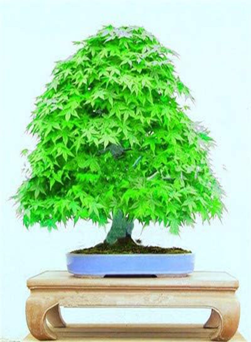 جي جوت 20 قطعة من بذور القيقب متعددة الألوان، بذور القيقب الصغيرة، بذور حديقة منزلية (فينج شو): 9 - Image 1