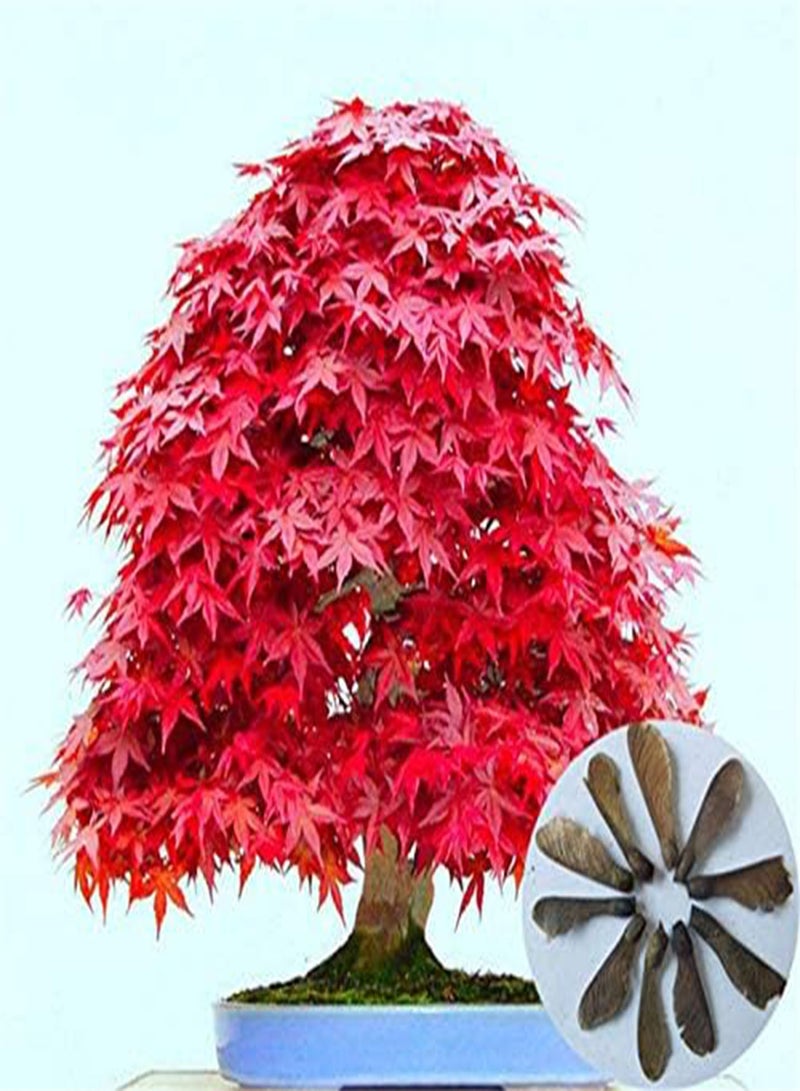 جي جوت 20 قطعة من بذور القيقب متعددة الألوان، بذور القيقب الصغيرة، بذور حديقة منزلية (فينج شو): 9 - Image 4