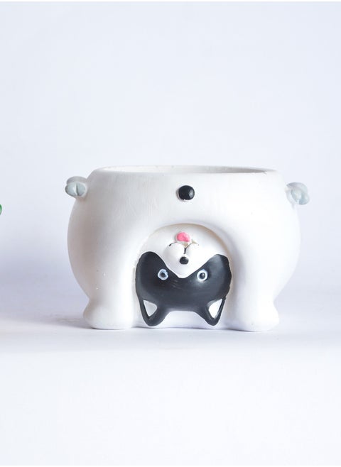 white bot cat