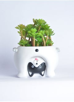Point white bot cat  - Image 2