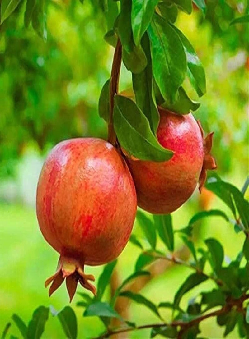 GGOOT 50Pcs Pomegranate Seeds for Outdoor Garden Planting Blooming Orange Flowers Decorate Courtyard Unique Landscape Has Ornamental Value - Image 1