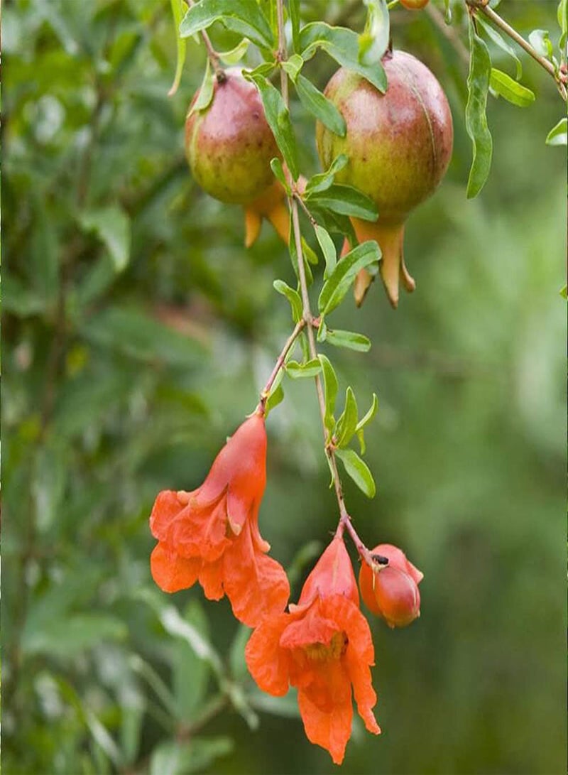 GGOOT 50Pcs Pomegranate Seeds for Outdoor Garden Planting Blooming Orange Flowers Decorate Courtyard Unique Landscape Has Ornamental Value - Image 2