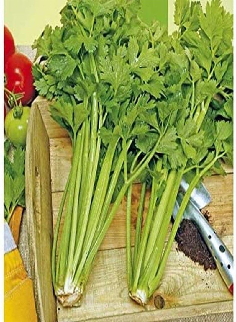 جي جوت 500 قطعة من بيع خضراوات طازجة Gemüse im Freien Garten Pflanzen Einfach zu kultivieren Duft verführerisch Stoßfrüchte Gartenarbeit beliebtes Gemüse - Image 1