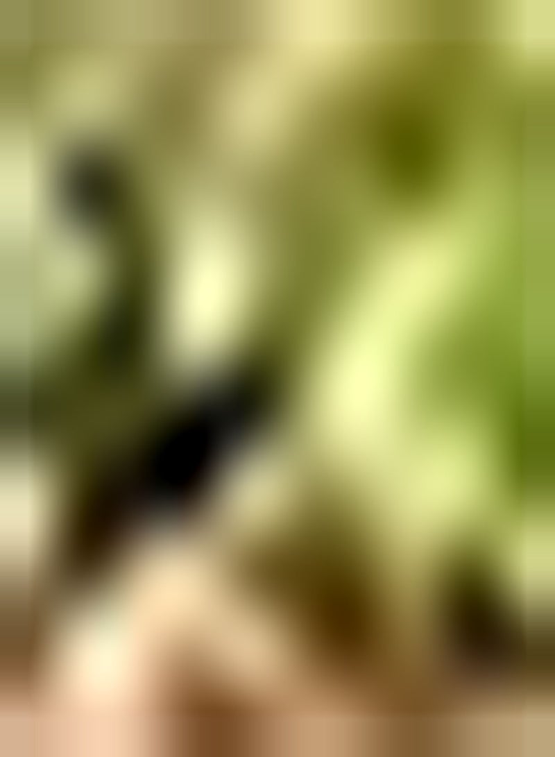 GGOOT 10pcs Chestnut seeds Loved by Beginners Necessary to Entertain Guests Bring Sense of Accomplishment Great Gift for Friends - Image 2