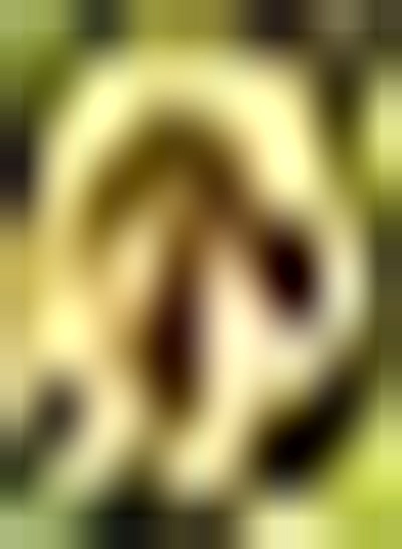 GGOOT 10pcs Chestnut seeds Loved by Beginners Necessary to Entertain Guests Bring Sense of Accomplishment Great Gift for Friends - Image 1