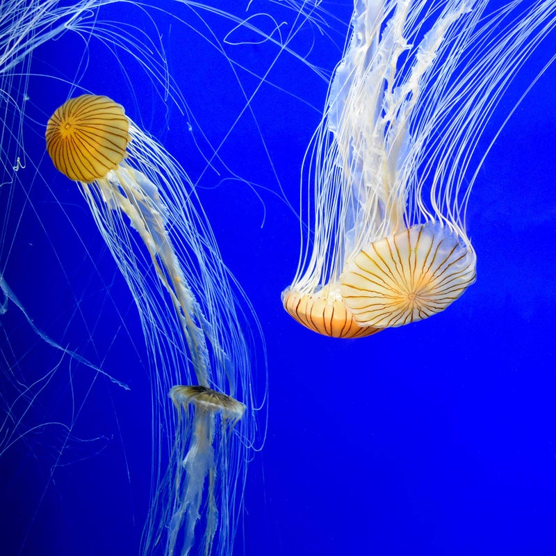 Seachem 437 Prime Fresh and Saltwater Conditioner - Chemical Remover and Detoxifier 1L - Image 4